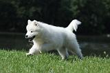 SAMOYEDE 087